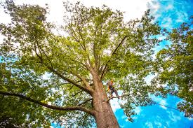 Best Root Management and Removal  in Hunter, TN