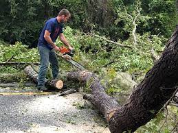Best Leaf Removal  in Hunter, TN