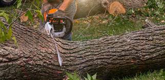Best Tree Removal  in Hunter, TN