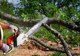 Best Fruit Tree Pruning  in Hunter, TN