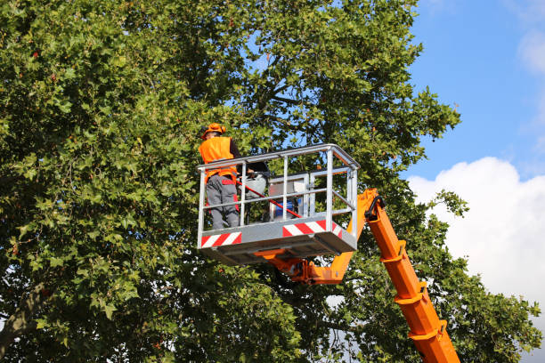 Best Tree Disease Treatment  in Hunter, TN