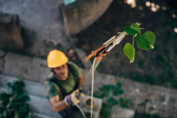 Best Arborist Consultation Services  in Hunter, TN