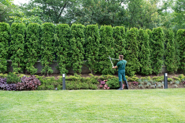 Best Stump Grinding and Removal  in Hunter, TN