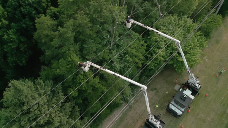 Best Tree Maintenance Programs  in Hunter, TN
