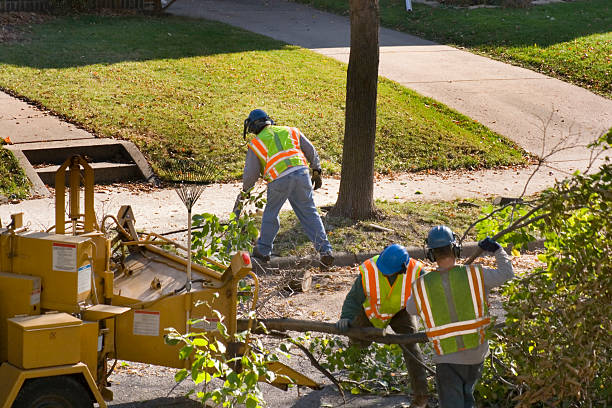 Best Aeration Services  in Hunter, TN