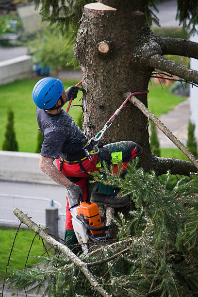 How Our Tree Care Process Works  in  Hunter, TN