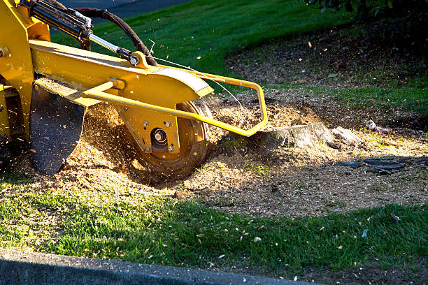 Best Hazardous Tree Removal  in Hunter, TN
