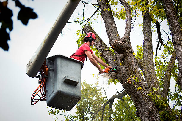 Best Tree Trimming and Pruning  in Hunter, TN