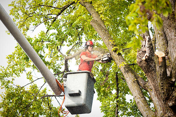 Best Arborist Consultation Services  in Hunter, TN