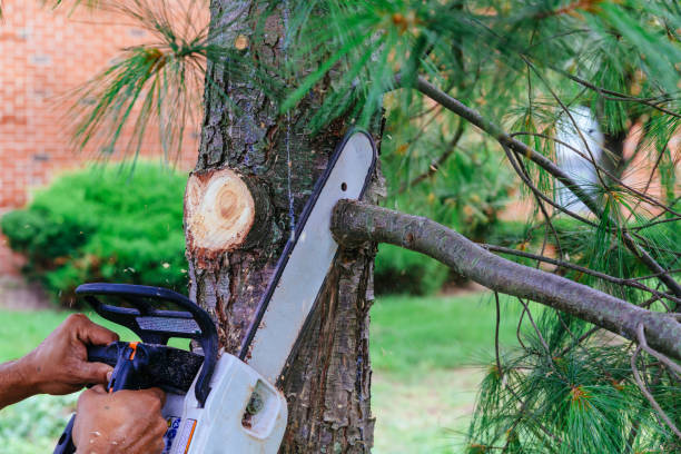 Best Pest Control for Lawns  in Hunter, TN